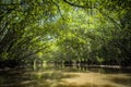 A local boat tour at Taloh Kapor Community, a coastal community with fertile mangrove forests in Pattani, Thailand