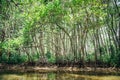 A local boat tour at Taloh Kapor Community, a coastal community with fertile mangrove forests in Pattani, Thailand Royalty Free Stock Photo