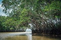 A local boat tour at Taloh Kapor Community, a coastal community with fertile mangrove forests in Pattani, Thailand Royalty Free Stock Photo