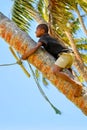 Local boy climbing palm tree to swing on a rope swing in Lavena