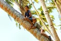 Local boys climbing palm tree in Lavena village, Taveuni Island, Fiji