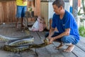 Brazilian man holding a large giant green anaconda snake by the neck with bare hands in a hut on the Amazon River in Brazil