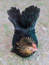 Local breed bantam in Thailand