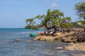 Local children playing on Treasure Beach, jamaica Royalty Free Stock Photo