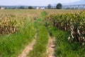 The local corn farm field with the path for the tractors in the valley Royalty Free Stock Photo