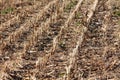 Local cornfield left with small densely planted sticks after harvest surrounded with dry husks Royalty Free Stock Photo