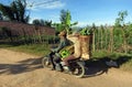 A local couple transporting bananas on the motorcycle