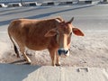 A local Cow, lovely cow of Bongaigaon city