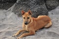 Local dog citing on sand at Karde Beach