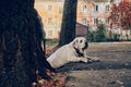 A local dog lies on the pavement and waits. An adult dog. Faithful, man`s best friend. Summer sunny morning