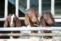 Local family goats on the farm