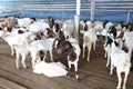 Local family goats on the farm