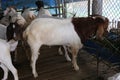 Local family goats on the farm