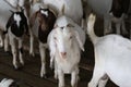 Local family goats on the farm