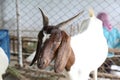 Local family goats on the farm