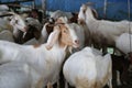 Local family goats on the farm