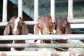 Local family goats on the farm