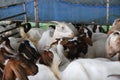 Local family goats on the farm