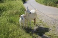 Local family goats near a rural road. Goats standing among green grass