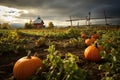 local farm pumpkin patch with weather vane in view