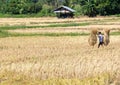 Local farmer is carrying a bundle of rice