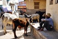 A local with his cows in Pushkar, India. Royalty Free Stock Photo