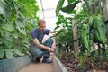 Local farmer hoed soil on bed of vegetables inside greenhouse. Man gardener near cucumber and pepper vegetable bed. Organic Royalty Free Stock Photo