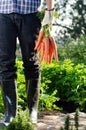 Local farmer holding a bunch of carrots Royalty Free Stock Photo