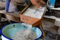 Local farmer preparing a traditional Bario paddy. Royalty Free Stock Photo