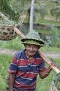 Local farmer in Rice Terrace in Bali Asia Indonesia Royalty Free Stock Photo