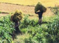 Farmers harvesting rice, Madagascar