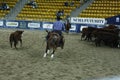 Local farmers riding their quaterhorses, competing at a cutting horse, futurity