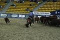 local farmers riding their quaterhorses, competing at a cutting horse, futurity