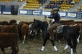 Local farmers riding their quaterhorses, competing at a cutting horse, futurity