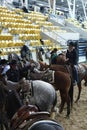 local farmers riding their quaterhorses