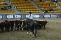 local farmers riding their quaterhorses