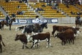 local farmers riding their quaterhorses