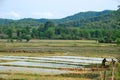 Local farmers risk their life in Rice paddy fields near the Plain of Jars archaeological site. Royalty Free Stock Photo