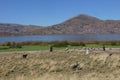 Local farmworkers tend a flock of sheep beside Lake Titicaca