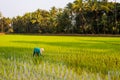 Local female labourer/woman cultivating in the fields of Quepem in Goa, India Royalty Free Stock Photo