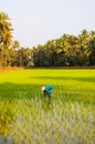 Local female labourer/woman cultivating in the fields of Quepem in Goa, India Royalty Free Stock Photo