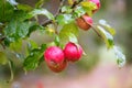 Finnish domestic apples