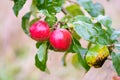 Finnish domestic apples with scab stains