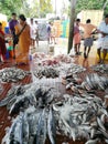 Local fish market in small remote village in Kerala.