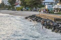 Local fisherman casting his net, Barbados Royalty Free Stock Photo