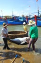 Local fishermen are transporting tuna fish from their vessels to the stretcher and bring it to the testing house in Tuy Hoa