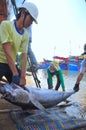 Local fishermen are transporting tuna fish from their vessels to the stretcher and bring it to the testing house in Tuy Hoa