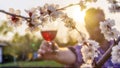 Local focus on blossoming sakura. In the background, a winemaker holds a glass of wine