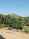 Local Forest at Valsad Gujarat India Royalty Free Stock Photo