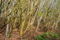 Local forestry planting of hundreds of European Hornbeam trees very close together to form a thick copse on both sides of a path t